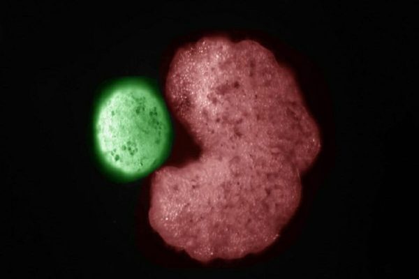 زنوبات، دانشمندان موفق به تولید نسل جدید ربات‌ها باقابلیت زایش شدند