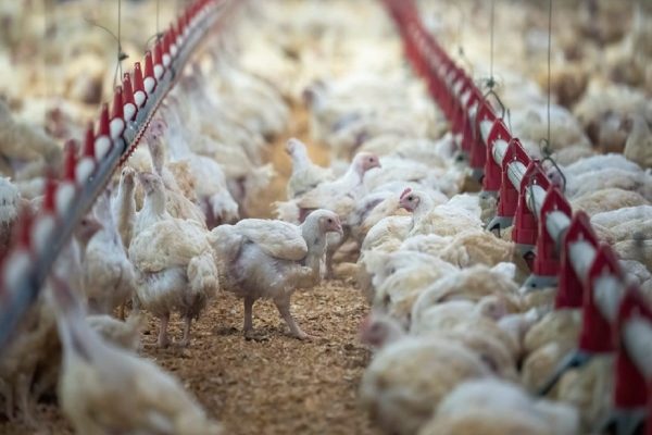 بیش از ۸۵ هزار پرنده به دلیل نگرانی از آنفولانزای پرندگان در کبک معدوم شدند