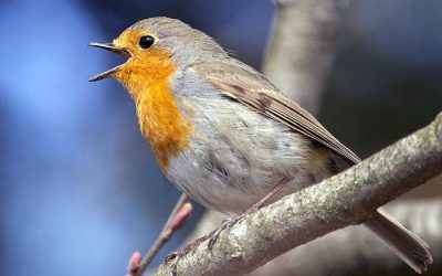 چرا پرندگان همزمان با طلوع آفتاب شروع به آواز خواندن می‌کنند؟
