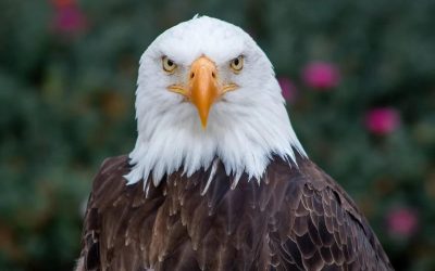 از اهدای نیم میلیون بلیت هنگ‌کنگ به کانادایی‌ها تا حذف عقاب سرسفید از فهرست گونه‌های در معرض خطر کانادا