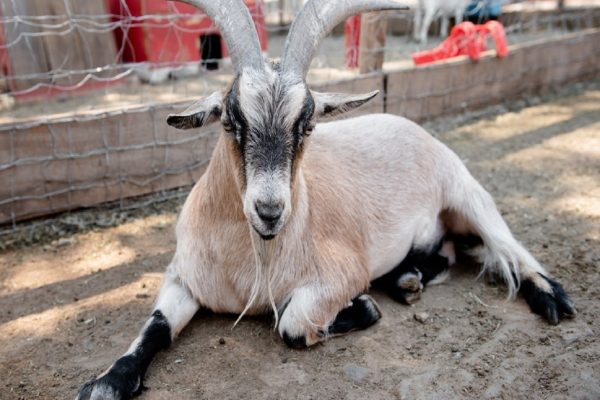 مدیر یک باغ وحش در مکزیک، بزهای باغ‌وحش را برای پذیرایی از مهمانانش پخت