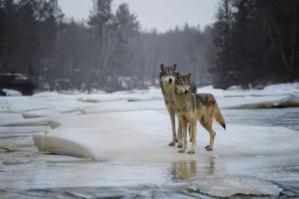 در این پارک از نزدیک با حیات وحش کانادا آشنا شوید