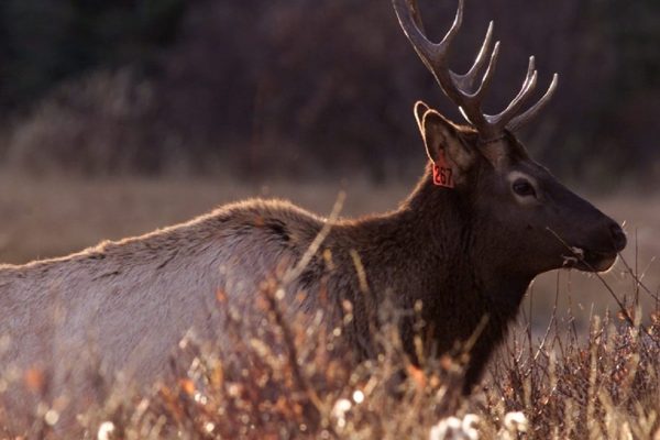 بیشترین حملات حیوانات وحشی در آلبرتا روی می‌دهد/خطرناک‌ترین حیوانات وحشی کانادا