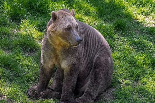 آیا خرس های برولار یا خرس‌های سفید دورگه، نسل آینده خرس های کانادایی خواهند بود؟