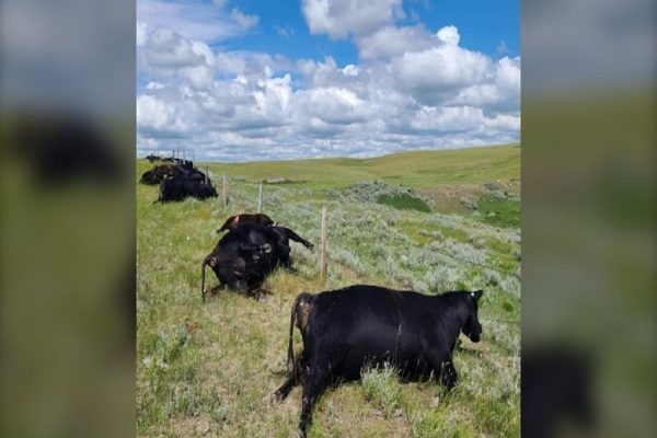 ۳۰ راس گاو در اثر صاعقه در ساسکاچوان هلاک شدند