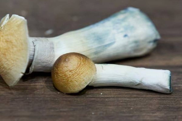 افزایش مصرف روانگردان‌ ها در کانادا