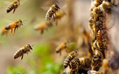 از رقصیدن تا انتخاب ملکه، شش واقعیت از زندگی زنبورهای عسل که شاید از آن‌ها بی‌خبر باشید