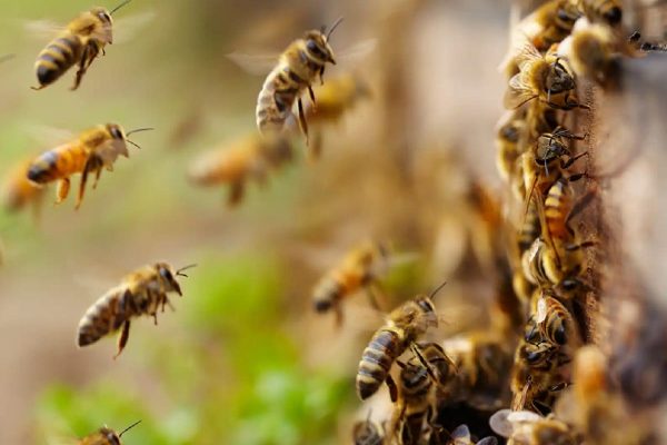 از رقصیدن تا انتخاب ملکه، شش واقعیت از زندگی زنبورهای عسل که شاید از آنها بیخبر باشید از رقصیدن تا انتخاب ملکه، شش واقعیت از زندگی زنبورهای عسل که شاید از آنها بیخبر باشید