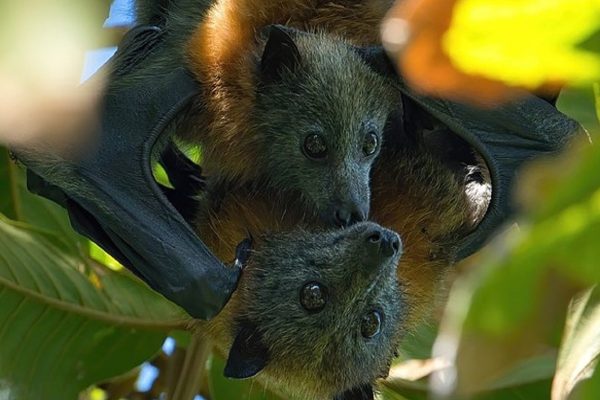 نجات زیستگاه طبیعی حیوانات می‌تواند ما را از بیماری‌های همه گیر آینده نجات دهد