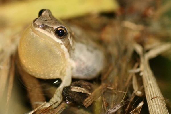 اخبار کوتاه کبک / از جریمه هایدرو کبک بدلیل تخریب زیستگاه قورباغه تا پیدا شدن جسد مرد گمشده