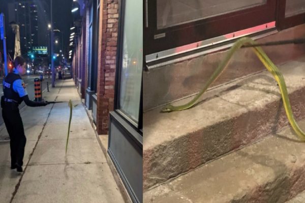 نگاهی به برخی سرقت‌های غیرعادی سال ۲۰۲۲ از زنبور عسل تا عکس معروف موزه‌ای