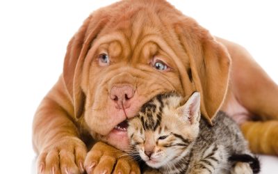 ۱۳ روش برای کمک به عمر طولانی‌ تر حیوانات خانگی