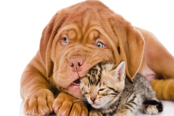 ۱۳ روش برای کمک به عمر طولانی تر حیوانات خانگی ۱۳ روش برای کمک به عمر طولانی تر حیوانات خانگی