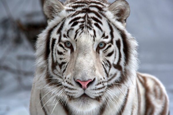 چقدر با ببر، این حیوان زیبای در معرض خطر آشنا هستید