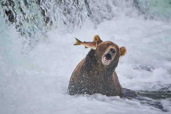 برندگان مسابقه عکاسی کمدی حیات وحش ۲۰۲۲