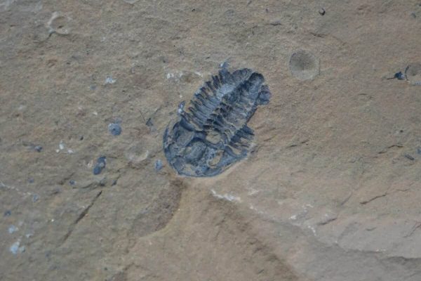 یک کبکی به دلیل برداشتن فسیل‌ های تاریخی ۲۰ هزار دلار جریمه شد