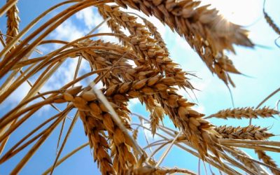 افزایش قیمت جهانی گندم در پی فروریختن سد اوکراین