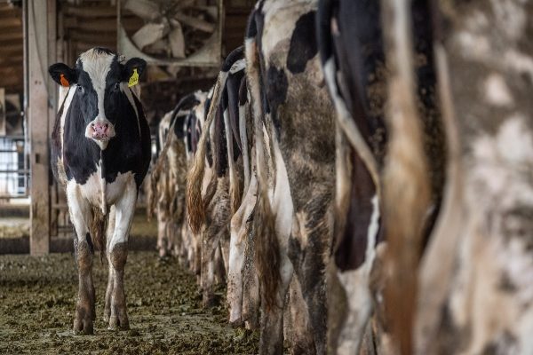 به دلیل اعتصاب در کارخانه لبنیات کبک، ۲ میلیون لیتر شیر دور ریخته شد