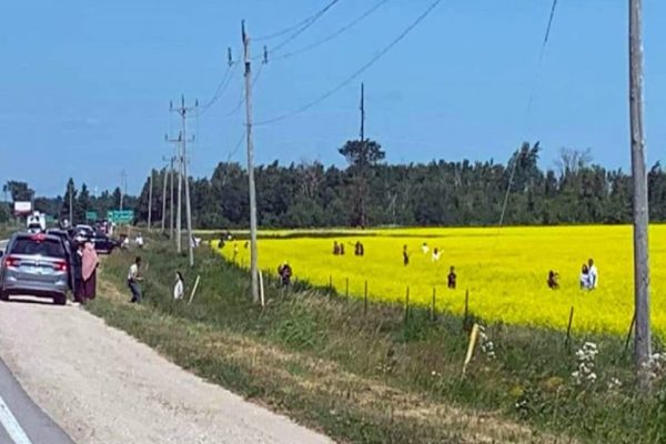 پلیس هشدار داد، برای سلفی گرفتن وارد مزرعه کلزا نشوید