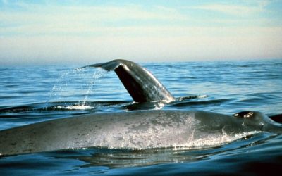 مطالعات دانشگاه استنفورد نشان می‌دهد: نهنگ‌ها روزانه ۱۰ میلیون قطعه میکروپلاستیک می‌خورند
