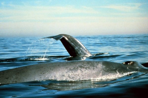 مطالعات دانشگاه استنفورد نشان می‌دهد: نهنگ‌ها روزانه ۱۰ میلیون قطعه میکروپلاستیک می‌خورند