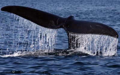 تولد 9 نهنگ جدید امید را برای نجات نهنگ‌های حقیقی اقیانوس اطلس شمالی زنده کرد