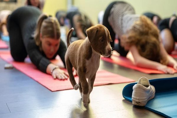 کلاس یوگای سگ‌ها و درآمد میلیون دلاری یک استارت آپ تورنتویی