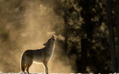 تفاوت گرگ و کایوت را چطور تشخیص دهیم؟