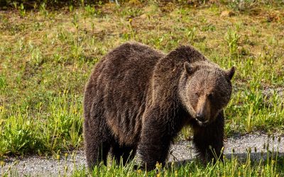 شکار خرس گریزلی به آرامی در آلبرتا ازسر گرفته شد ‏