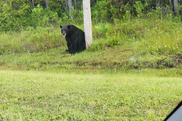 سلفی با خرس سياه افسرده