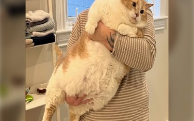 گربه چاق اتاوایی با كاهش وزن به ستاره برنامه تیک تاک تبديل شد